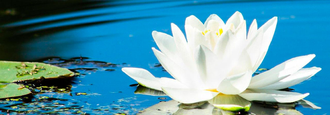 Burnout-Prophylaxe-white-seerose